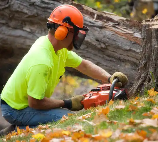 tree services Loudonville